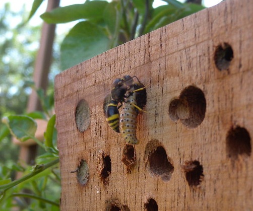 Condominio vespe: Ancistrocerus (?) con bruco)